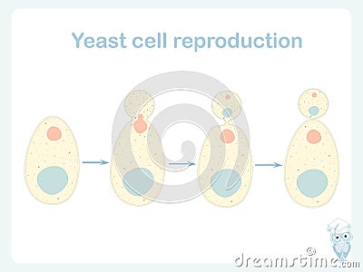 Yeast cell reproduction scheme. Stock vector illustration for biological education Vector Illustration